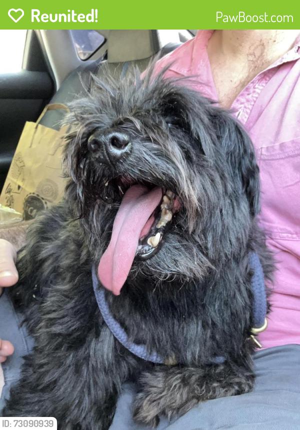 Reunited Male Dog last seen Arbor Hills, Ann Arbor, MI 48105