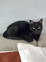 Reunited Female Cat last seen Picador Blvd, San Diego, CA 92154