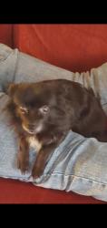 Reunited Female Dog last seen 30th and Tyler, Minneapolis, MN 55418