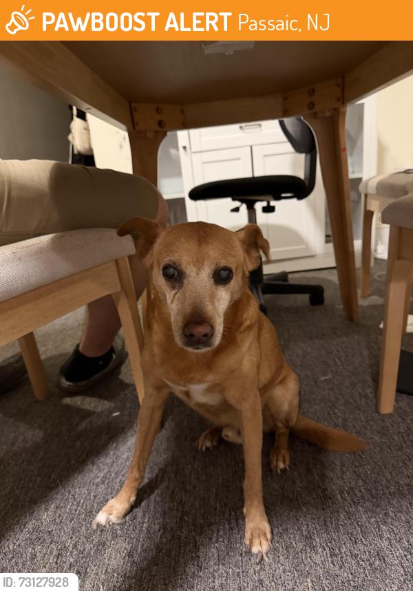 Found/Stray Male Dog last seen Boathouse Cafe in Passaic NJ at Veterans' Memorial Park, Passaic, NJ 07055