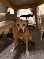 Found/Stray Male Dog last seen Boathouse Cafe in Passaic NJ at Veterans' Memorial Park, Passaic, NJ 07055