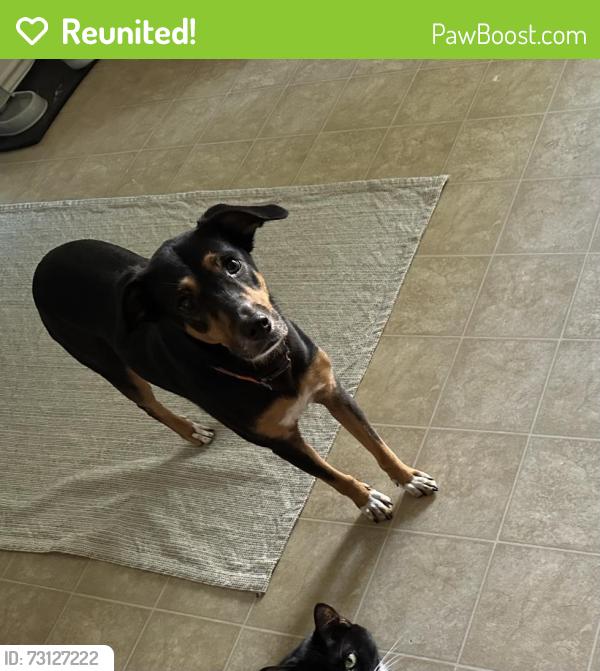 Reunited Female Dog last seen Point Bend/Talley, San Antonio, TX 78253