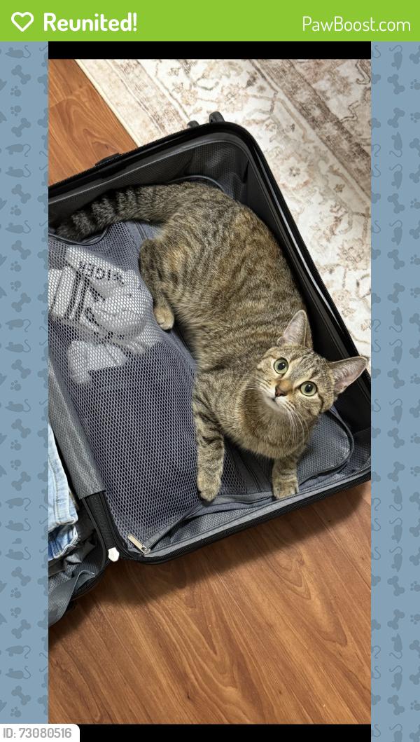 Reunited Female Cat last seen Giroux Rd, Nevis Close, Lacombe Dr (North Ridge), St. Albert, AB 