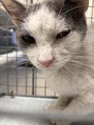 Shelter Stray Female Cat last seen Near BLOCK SHADY OAK DR BLOCK, 655 N Mojave Rd, Las Vegas, NV 89101, USA