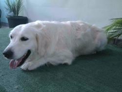 Shelter Stray Female Dog last seen , 4275 Elton St, Baldwin Park, CA 91706, USA
