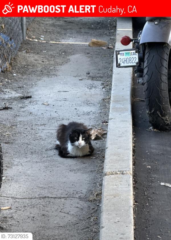 Lost Male Cat last seen Near Elizabeth st , Cudahy 90201, Cudahy, CA 90201