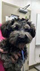 Shelter Stray Female Dog last seen , 4000 N Silverbell Rd, Tucson, AZ 85745, USA