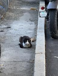 Lost Male Cat last seen Near Elizabeth st , Cudahy 90201, Cudahy, CA 90201