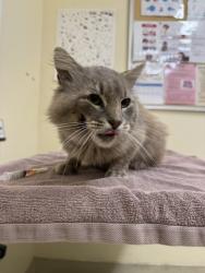 Shelter Stray Male Cat last seen HERITAGE OAK PARK WALKING TRAIL, 1950 Stevenson Blvd, Fremont, CA 94538, USA