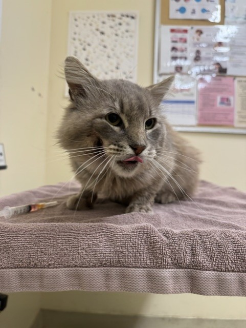 Shelter Stray Male Cat last seen HERITAGE OAK PARK WALKING TRAIL, 1950 Stevenson Blvd, Fremont, CA 94538, USA