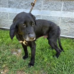 Shelter Stray Male Dog last seen Near BLK CHERRY AVE, LONG BEACH, CA 90807, 7700 E Spring St, Long Beach, CA 90815, USA