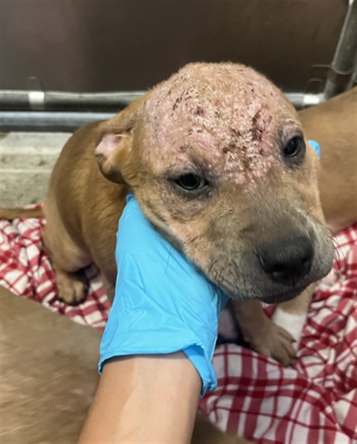 Shelter Stray Female Dog last seen RIO VIALE CT & RIVERSIDE BLVD, 2127 Front St, Sacramento, CA 95818, USA