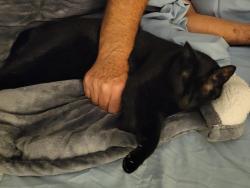 Reunited Female Cat last seen Near NE Roberts Ave, Gresham, OR 97030