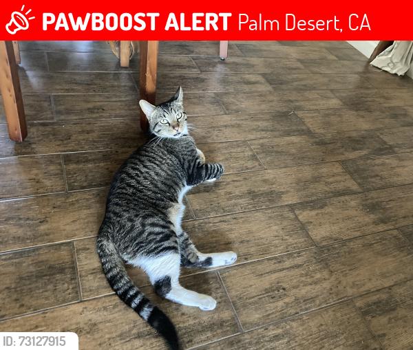 Lost Male Cat last seen leslie avenue and claudia avenue, Palm Desert, CA 92260