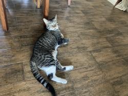 Lost Male Cat last seen leslie avenue and claudia avenue, Palm Desert, CA 92260