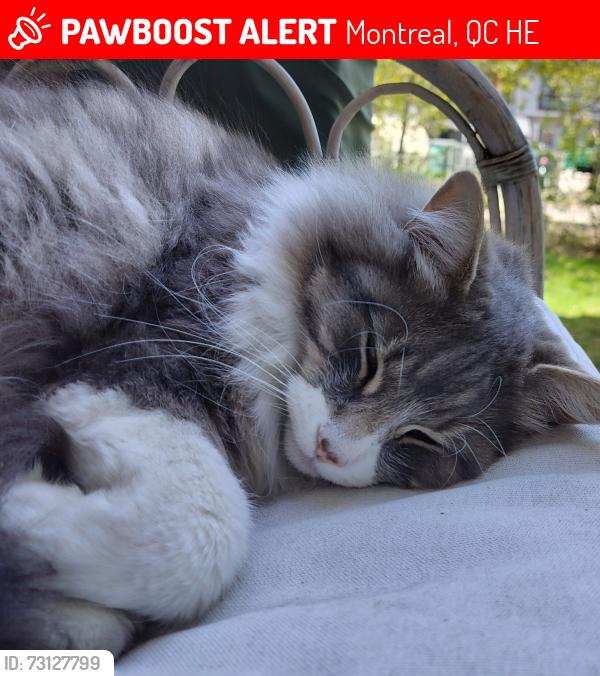 Lost Female Cat last seen Beaulieu and Jacques Hertel, Montreal, QC H4E