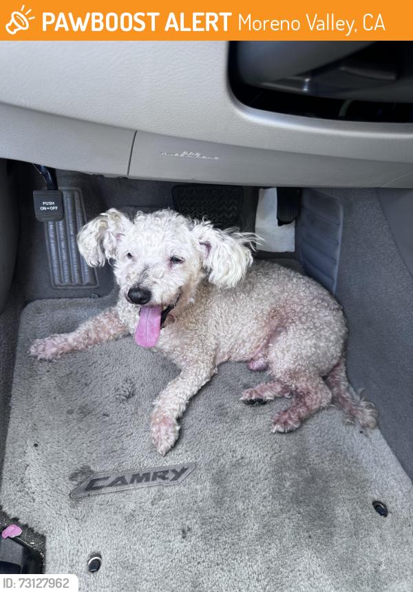 Found/Stray Male Dog last seen Cross streets were Groven and Lancewood, Moreno Valley, CA 92557