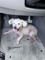 Found/Stray Male Dog last seen Cross streets were Groven and Lancewood, Moreno Valley, CA 92557