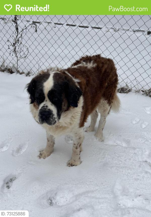 Reunited Female Dog last seen Statesville blvd and east colonial, Salisbury, NC 28144