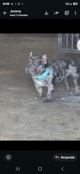Lost Male Dog last seen benita drive, Nashville, TN 37211