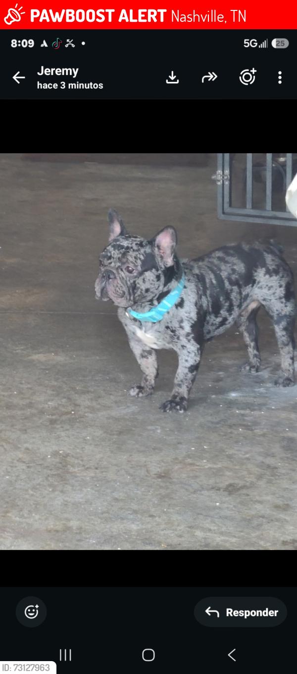 Lost Male Dog last seen benita drive, Nashville, TN 37211