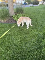 Reunited Male Dog last seen County road 10 and Waconia parkway, Waconia, MN 55387