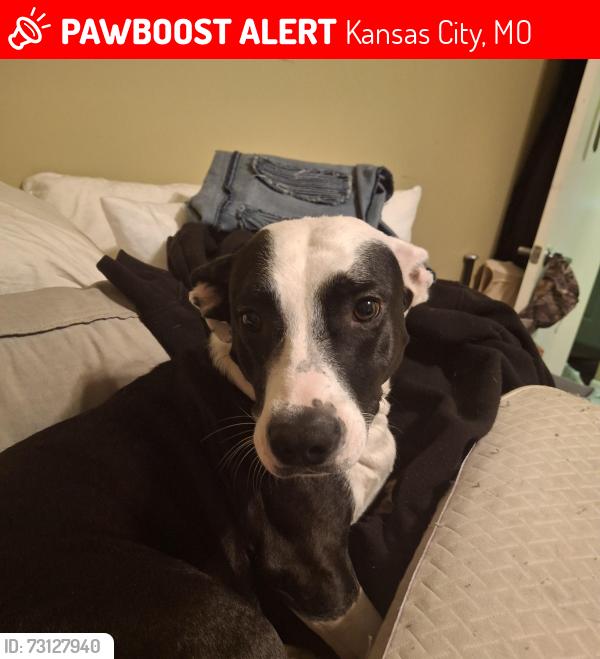 Lost Female Dog last seen Hardesty and indiana, Kansas City, MO 64128