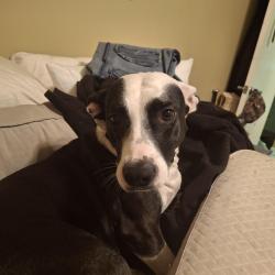 Lost Female Dog last seen Hardesty and indiana, Kansas City, MO 64128