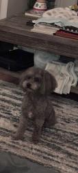 Reunited Male Dog last seen Knightsbridge Road and Cadogan Court, Fort Mill, SC 29708