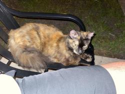 Reunited Unknown Cat last seen Lake Davis Drive & Gore St (Gore Ave), Orlando, FL 32806