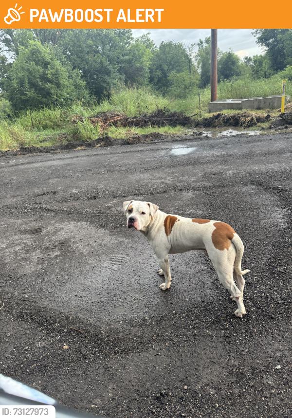 Found/Stray Male Dog last seen 41st and 225th, Wagoner County, OK 74014
