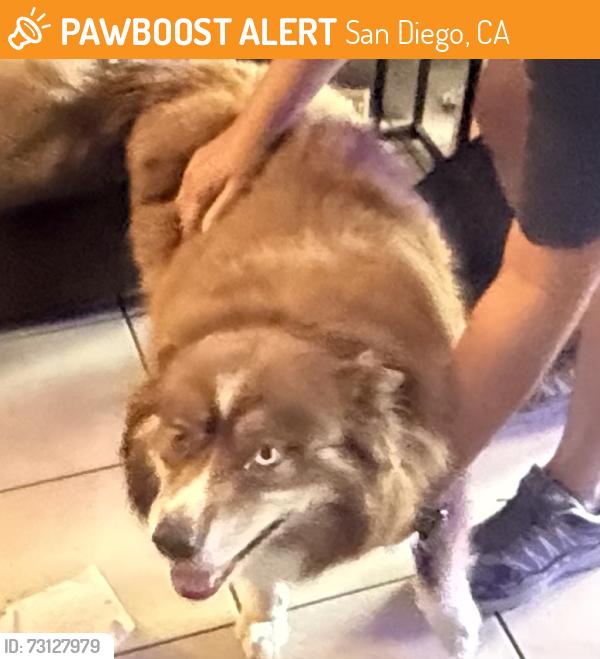 Found/Stray Male Dog last seen Idlewild way, San Diego, CA 92117