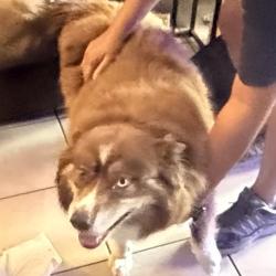 Found/Stray Male Dog last seen Idlewild way, San Diego, CA 92117
