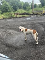 Found/Stray Male Dog last seen 41st and 225th, Wagoner County, OK 74014