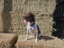 Reunited Male Dog last seen Handcock Ridge, Martinsville IN, Ashland Township, IN 46151