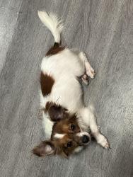 Reunited Male Dog last seen golson rd armstrong dr, Waco, TX 76704