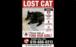 Lost Female Cat last seen Dryden Rd. and Witherspoon Way, El Cajon, CA 92020