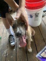 Found/Stray Unknown Dog last seen Newport Tennessee, Newport, TN 37821