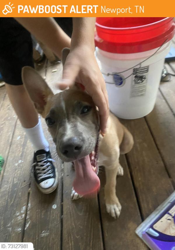 Found/Stray Unknown Dog last seen Newport Tennessee, Newport, TN 37821