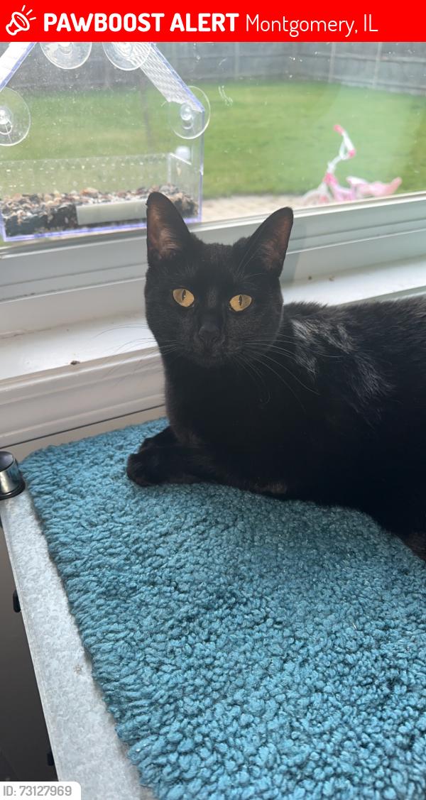 Lost Female Cat last seen Longbeach Rd, Paddock St, Saugatuck Rd, Montgomery, IL 60538