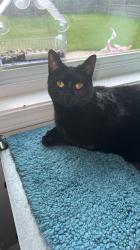 Lost Female Cat last seen Longbeach Rd, Paddock St, Saugatuck Rd, Montgomery, IL 60538