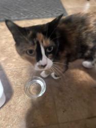 Found/Stray Unknown Cat last seen Cascade Park, Greensboro, NC 27410