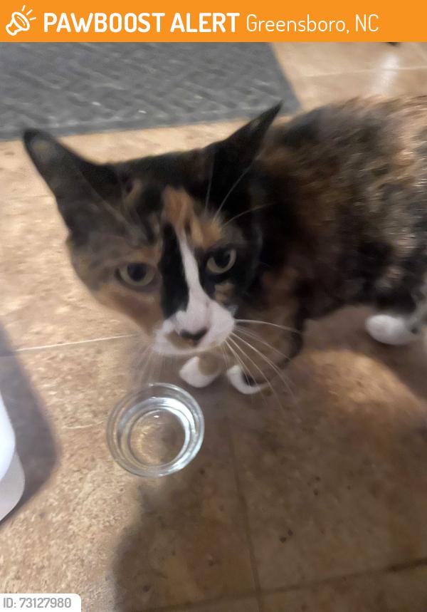 Found/Stray Unknown Cat last seen Cascade Park, Greensboro, NC 27410