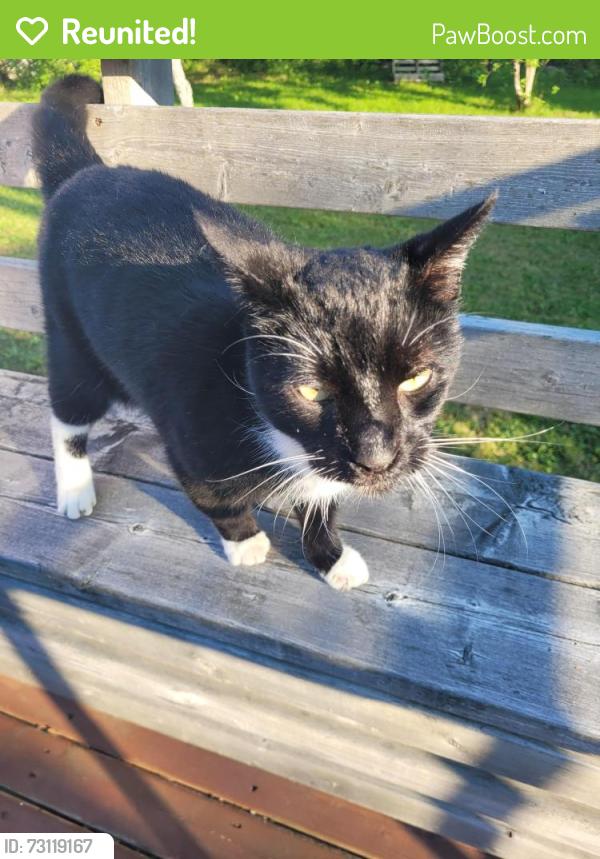 Reunited Unknown Cat last seen On Polara Dr, in a yard bordering the Sobeys on First Lake Dr, Lower Sackville, NS 