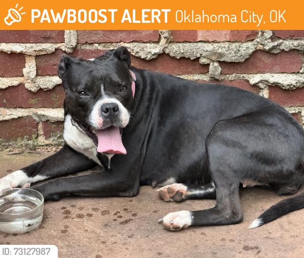 Found/Stray Female Dog last seen Harvey Avenue, Oklahoma City, OK 73118