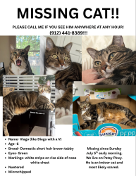Lost Male Cat last seen Stoneleigh Place, Austin, TX 78744