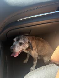 Reunited Male Dog last seen Next to Ben Franklin Elementary and Fire Department Station 11, Riverside, CA 92508