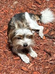 Reunited Male Dog last seen SW 25th Ave & SW 15th St - Waterford Homes/ Crystal Heights, Deerfield Beach, FL 33442