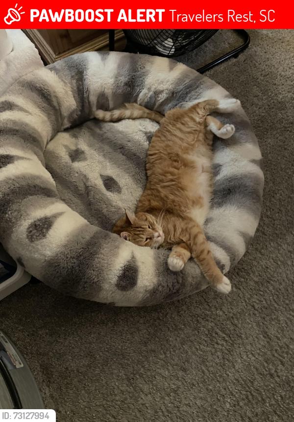 Lost Male Cat last seen Near Locust Hill Road, Travelers Rest, SC 29690