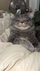 Reunited Male Cat last seen Hillcrest dr, Bellevue, NE 68005